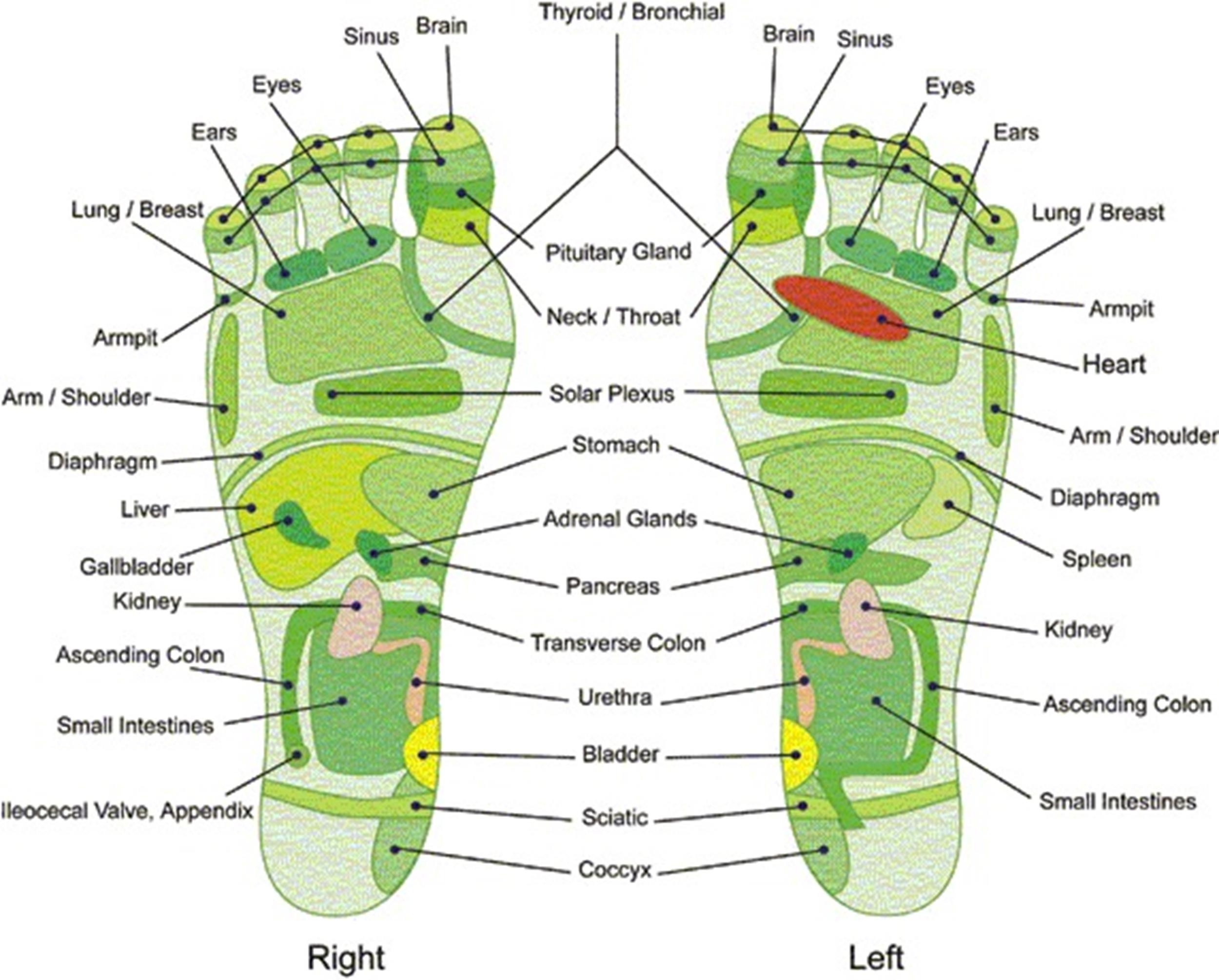 31 Printable Foot Reflexology Charts Maps TemplateLab 31 Printable Foot Reflexology Charts Maps TemplateLab