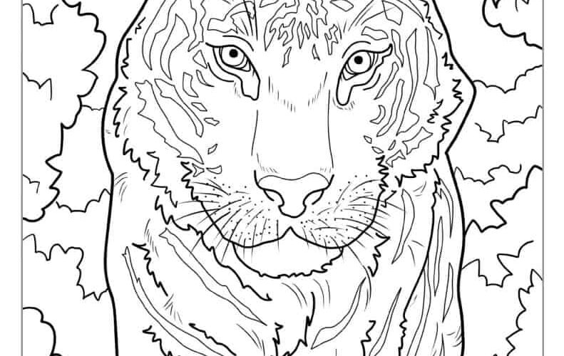 40 Tiger Coloring Pages Free PDF Printables