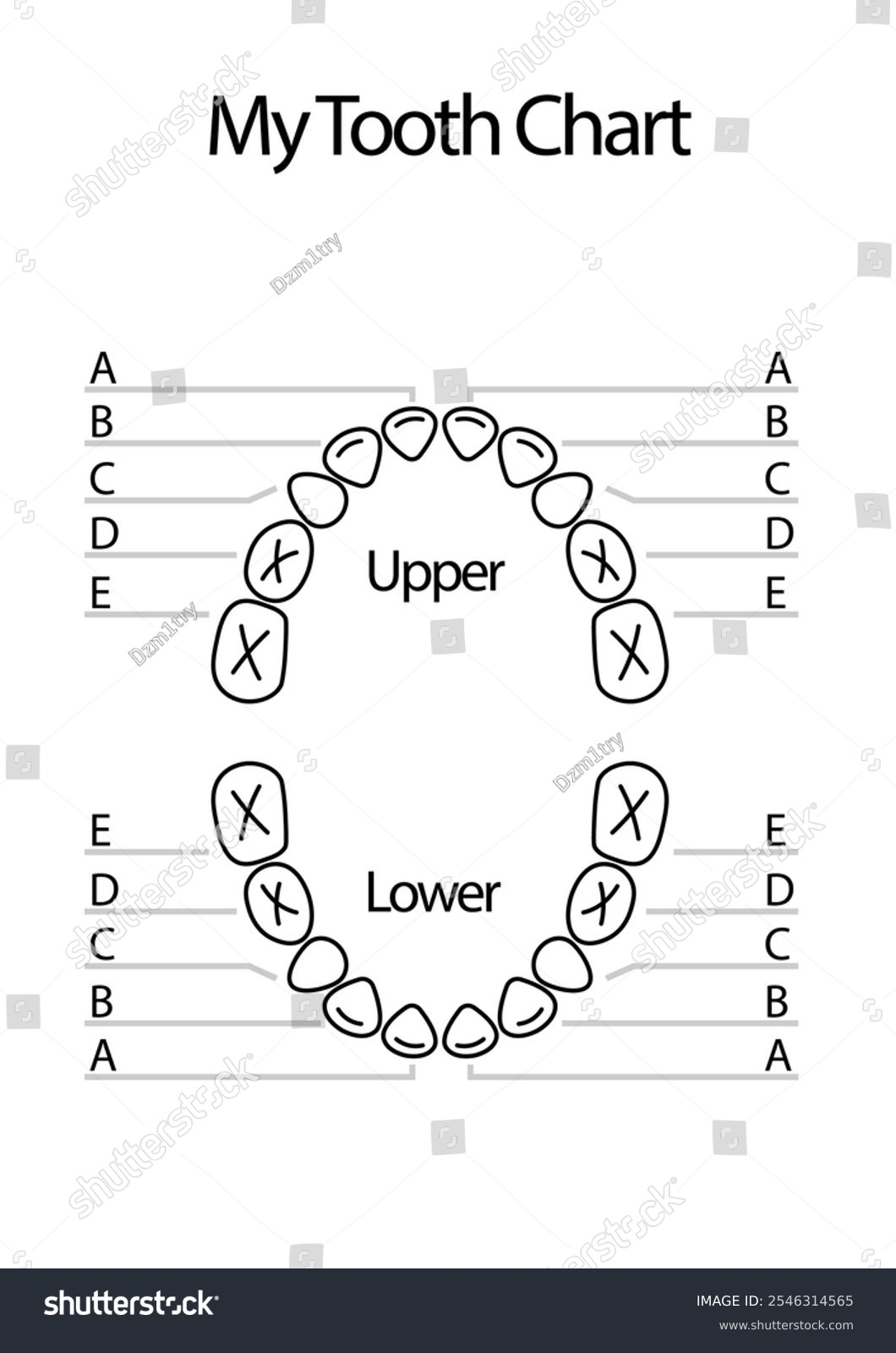 teeth chart printable