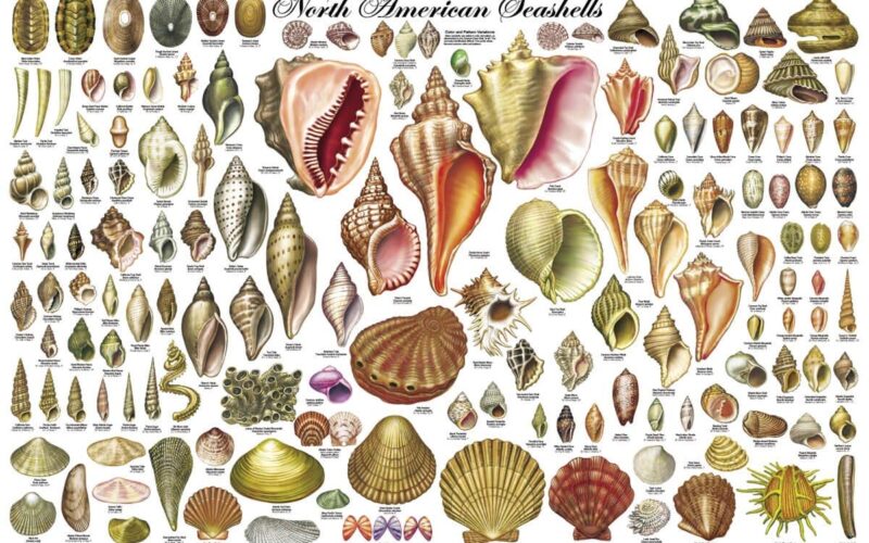 Amazon 24x36 Laminated North American Sea Shells Educational Chart Poster Posters Prints