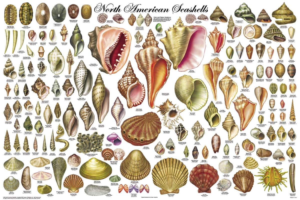 Amazon 24x36 Laminated North American Sea Shells Educational Chart Poster Posters Prints Amazon 24x36 Laminated North American Sea Shells Educational Chart Poster Posters Prints