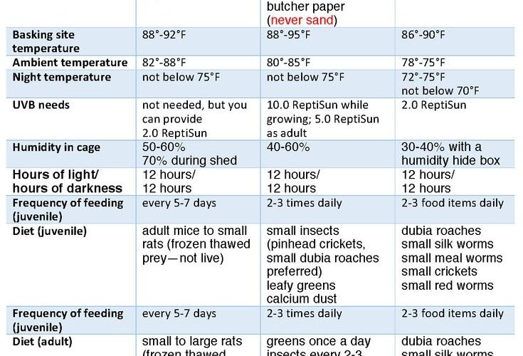 Bearded Dragon Food Chart