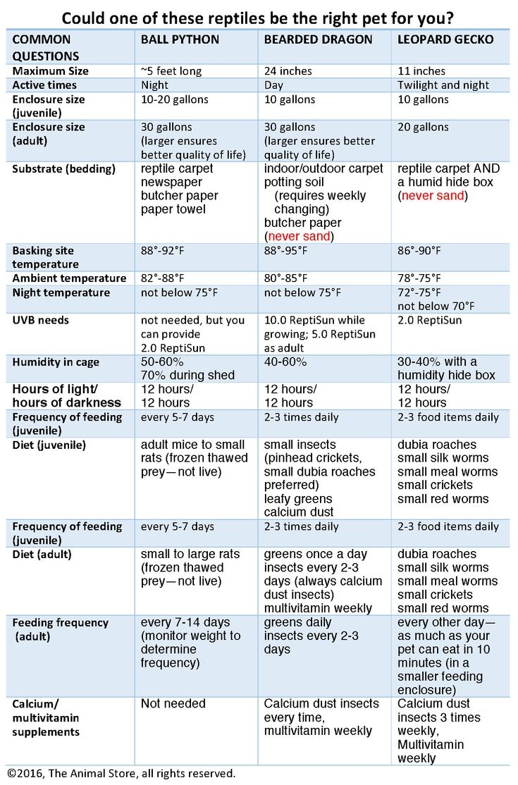 Bearded Dragon Food Chart