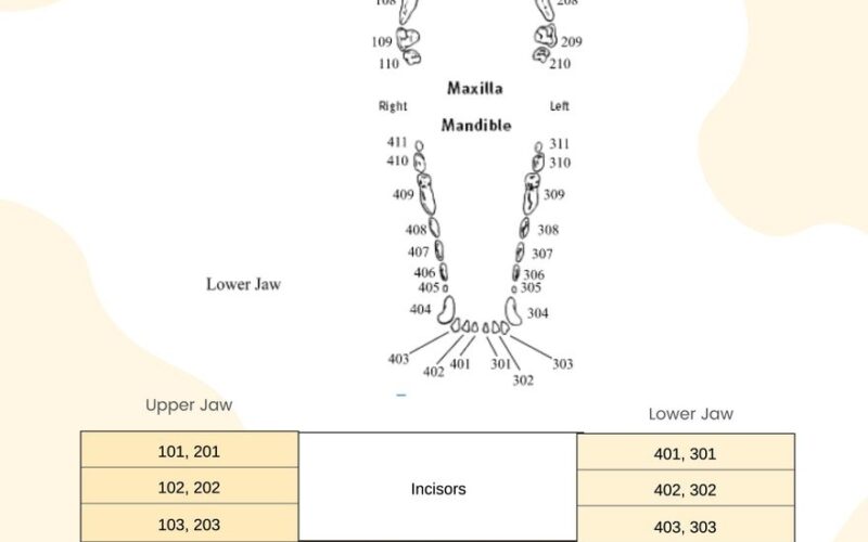 Canine Dental Chart In Illustrator PDF Download Template