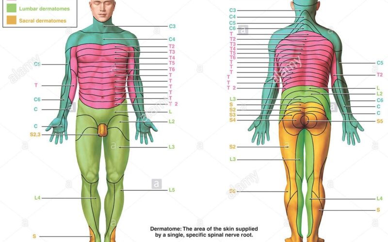 Chapter 13 The Spinal Cord
