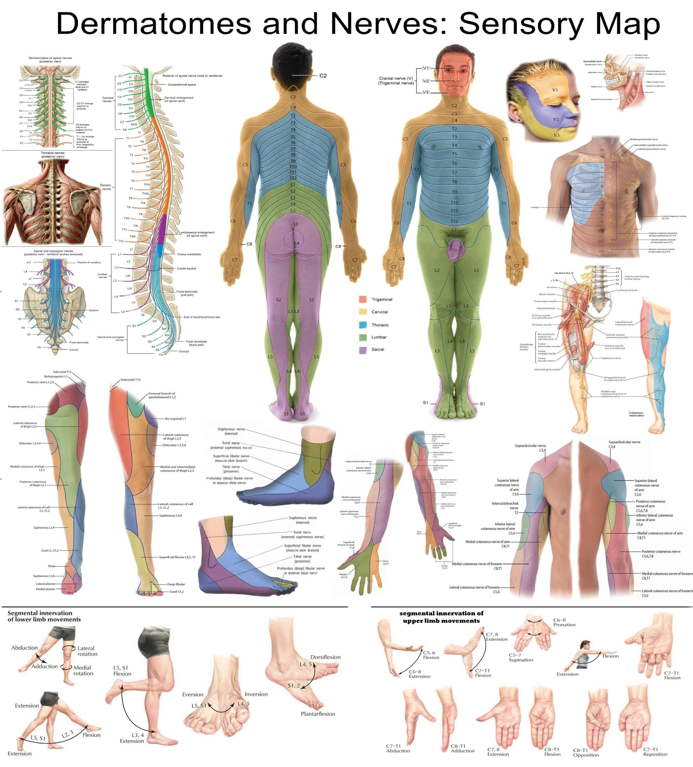 dermatome chart printable