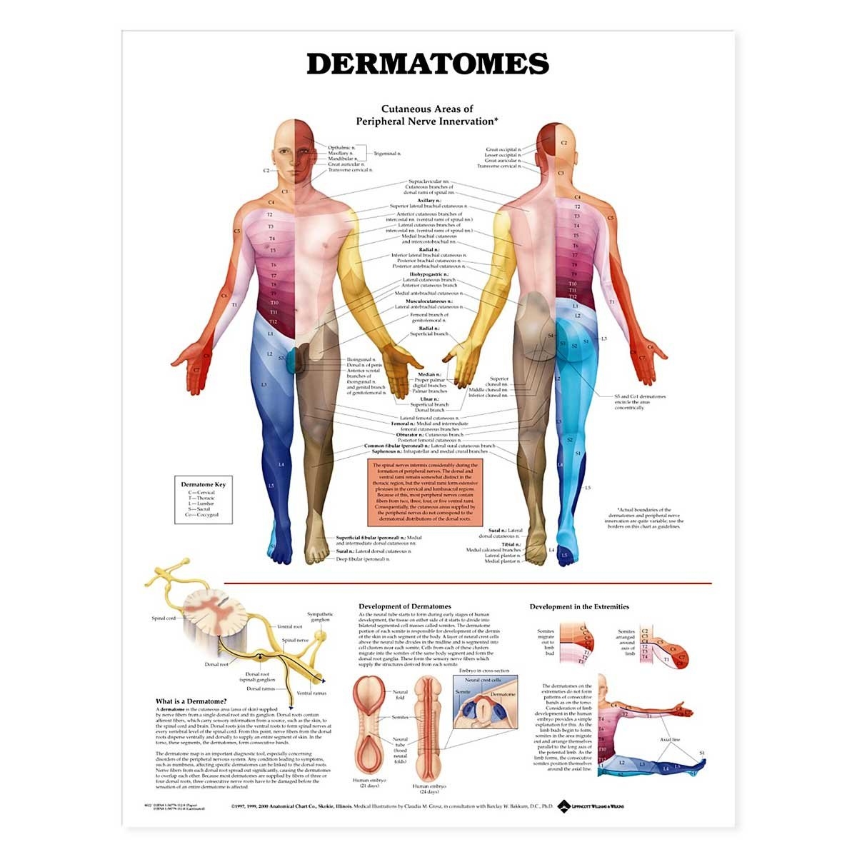 Dermatomes Anatomical Chart Printable Dermatomes Anatomical Reference Chart 21x30 Laminated Dermatomes Anatomical Chart Of The Body