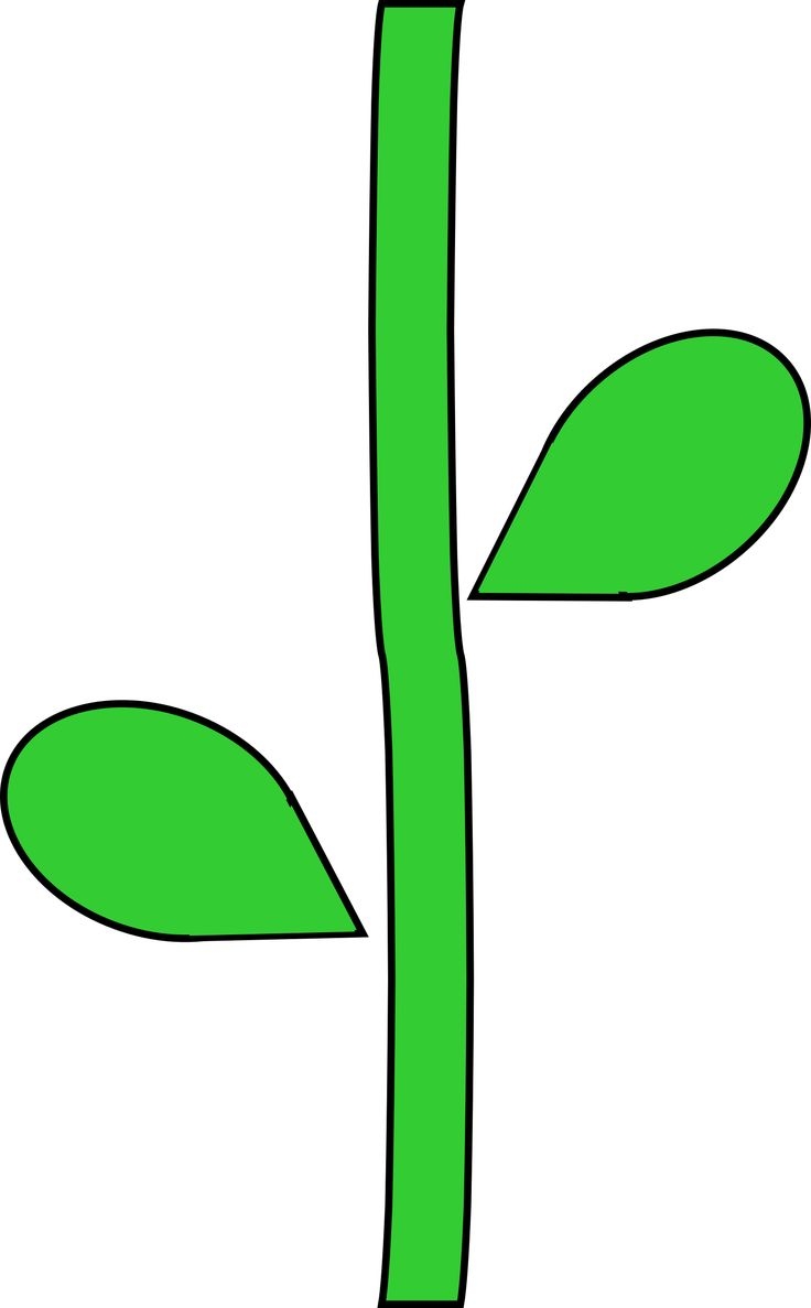 Flower Stem