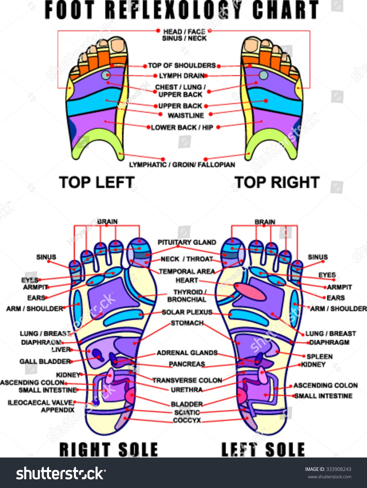 Foot Reflexology Chart Accurate Description Corresponding Stock Vector Royalty Free 333908243 Shutterstock Foot Reflexology Chart Accurate Description Corresponding Stock Vector Royalty Free 333908243 Shutterstock