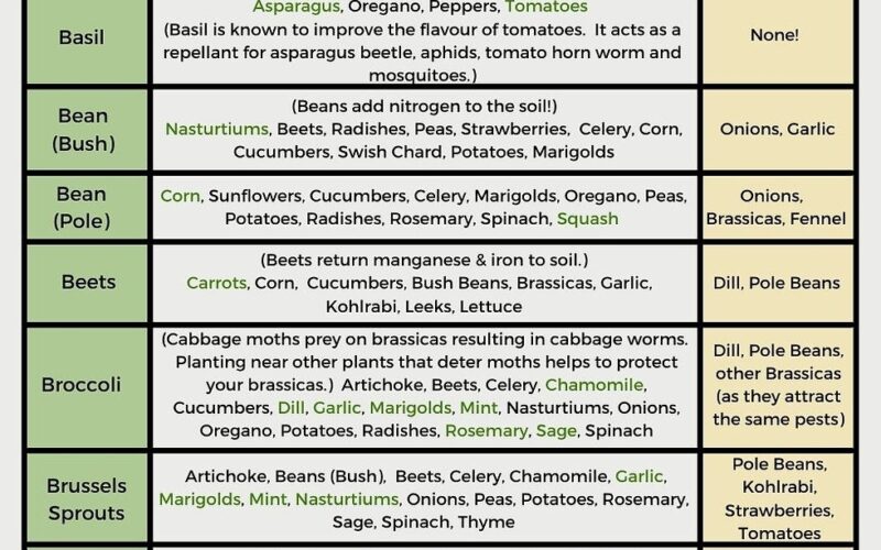 Free Printable Companion Planting Chart