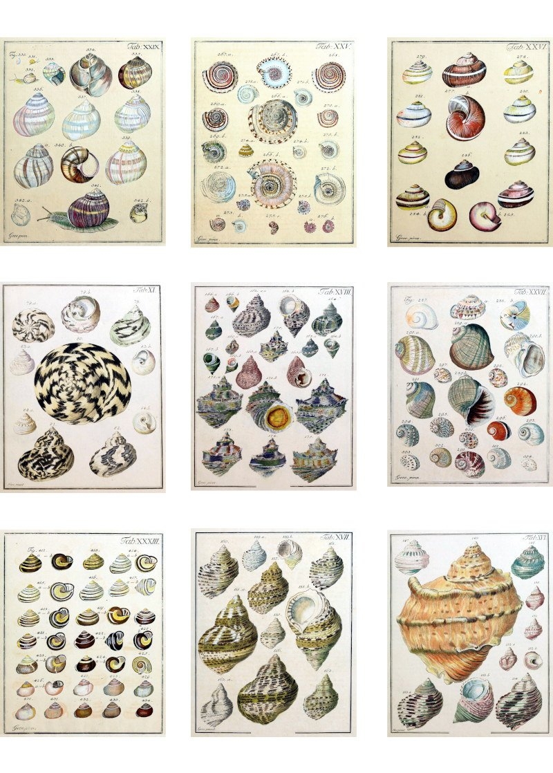 printable seashell identification chart printable seashell identification chart