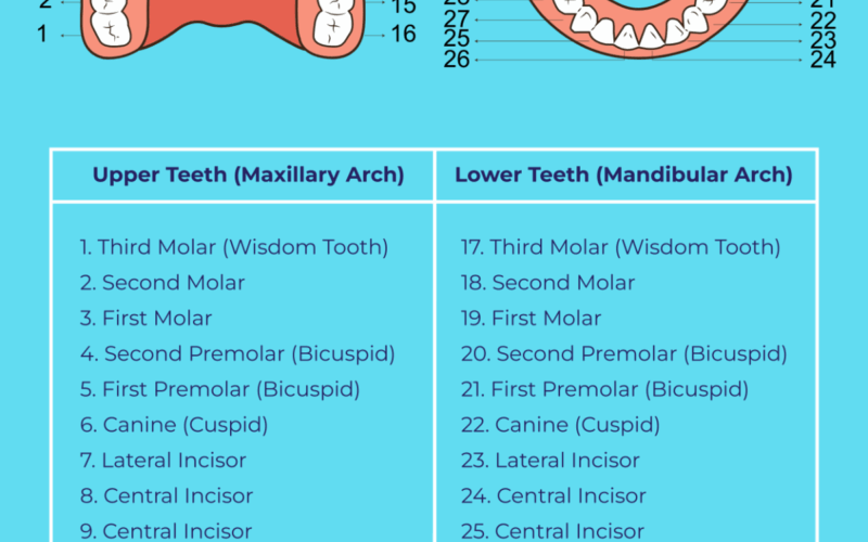 Free Tooth Chart Templates Editable And Printable