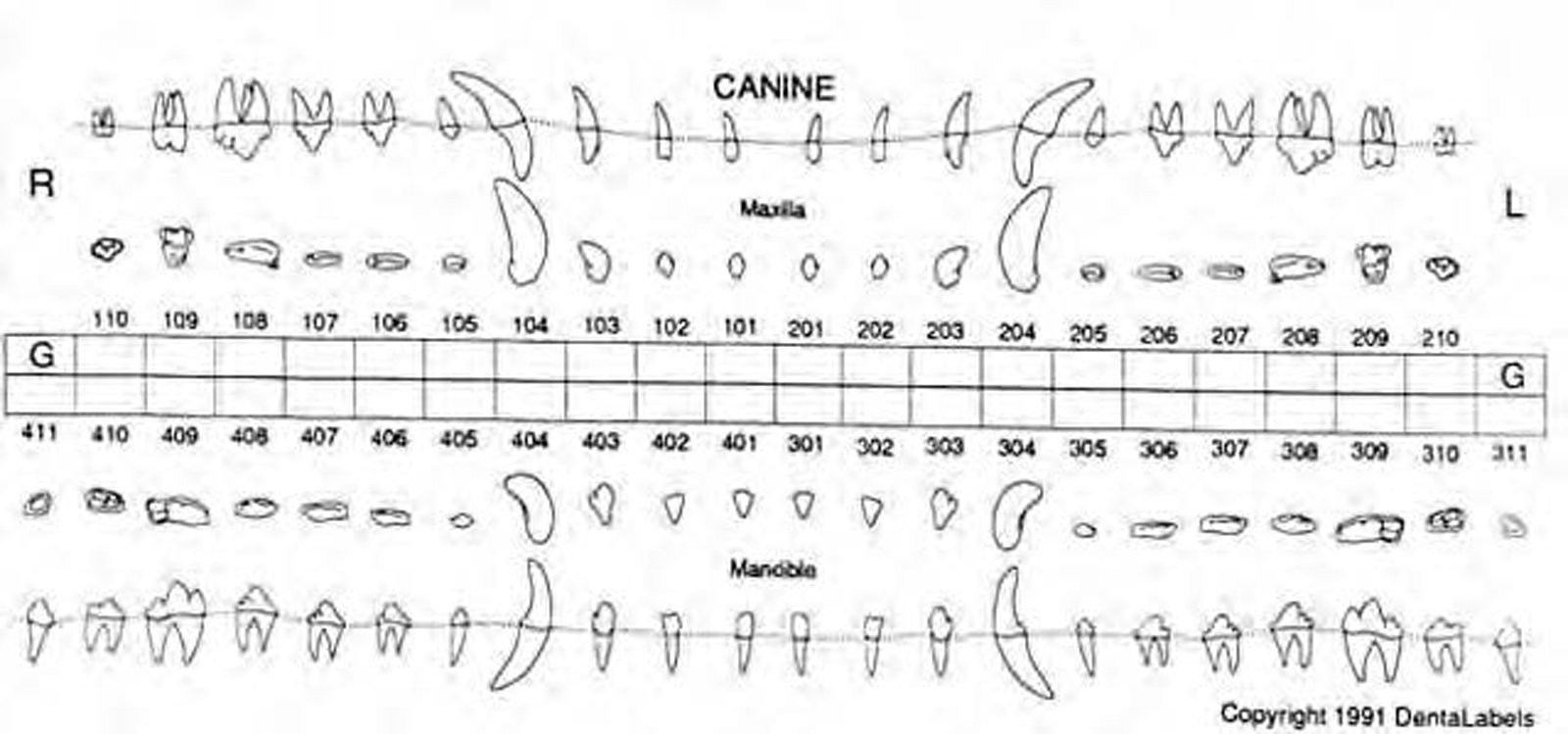 Normal Canine Dental Radiographs Vet Dent Edu