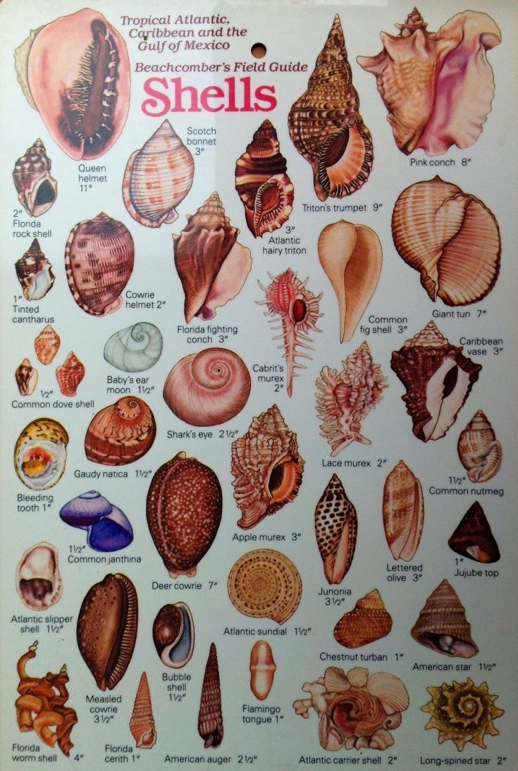 Pin By Kathy Richardson On Beache Shells And Sand Shells Seashell Identification Pin By Kathy Richardson On Beache Shells And Sand Shells Seashell Identification