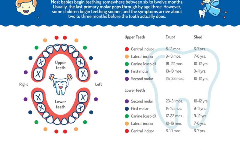 Printable Baby Teething Chart 6 12 Months Until 3 Years Old