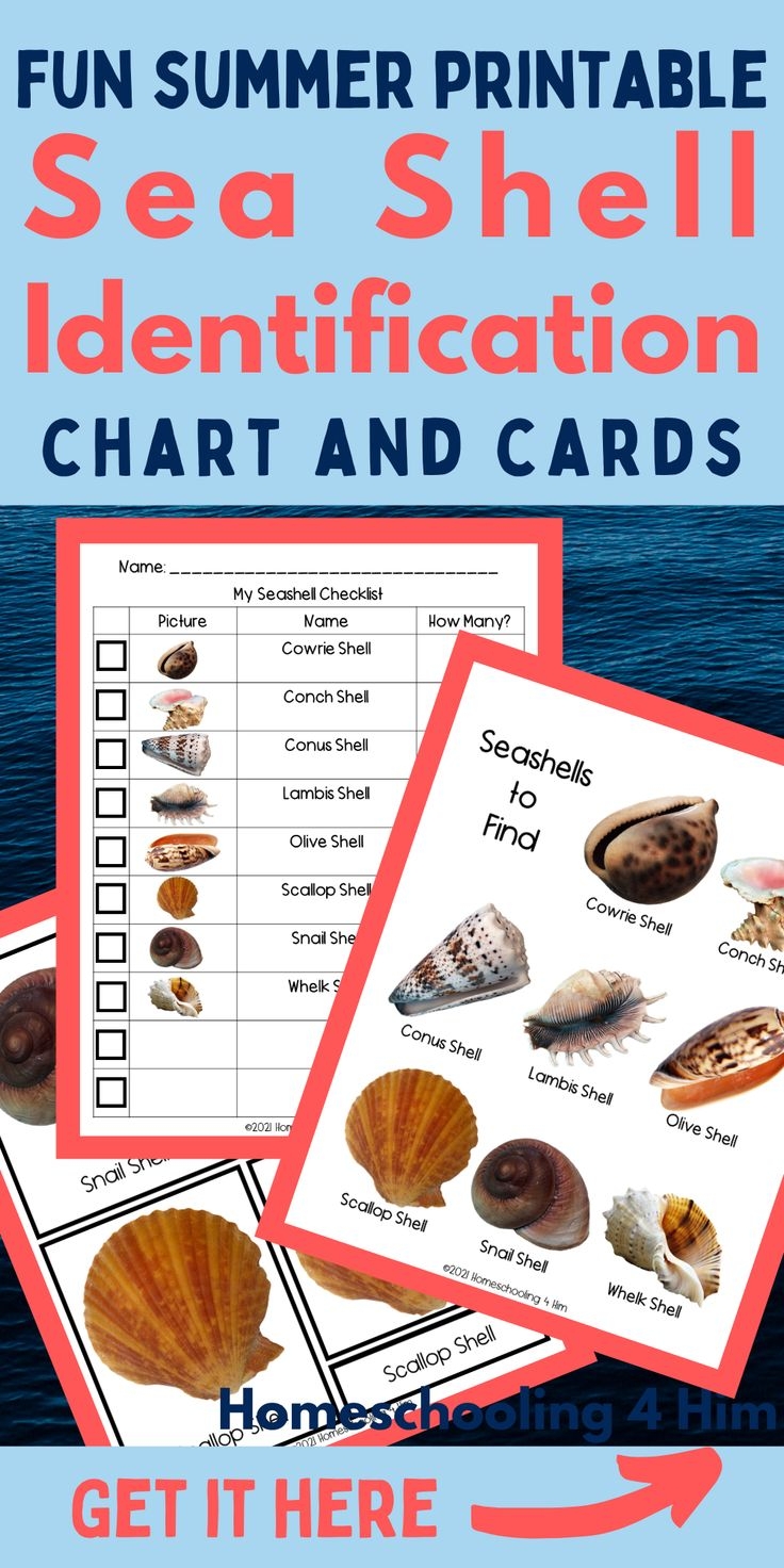 Printable Sea Shell Identification Chart And Cards For Kids Printable Sea Shell Identification Chart And Cards For Kids