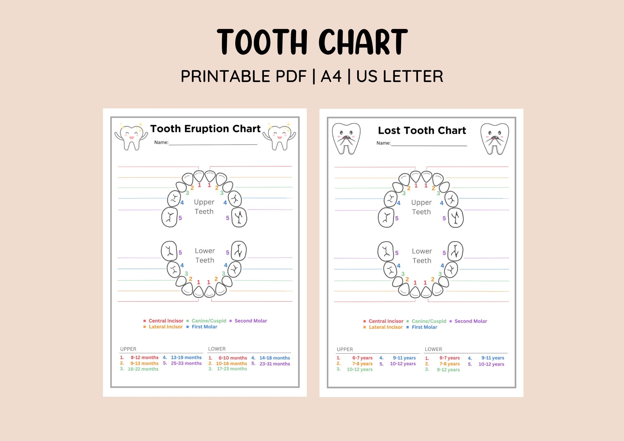 tooth chart printable