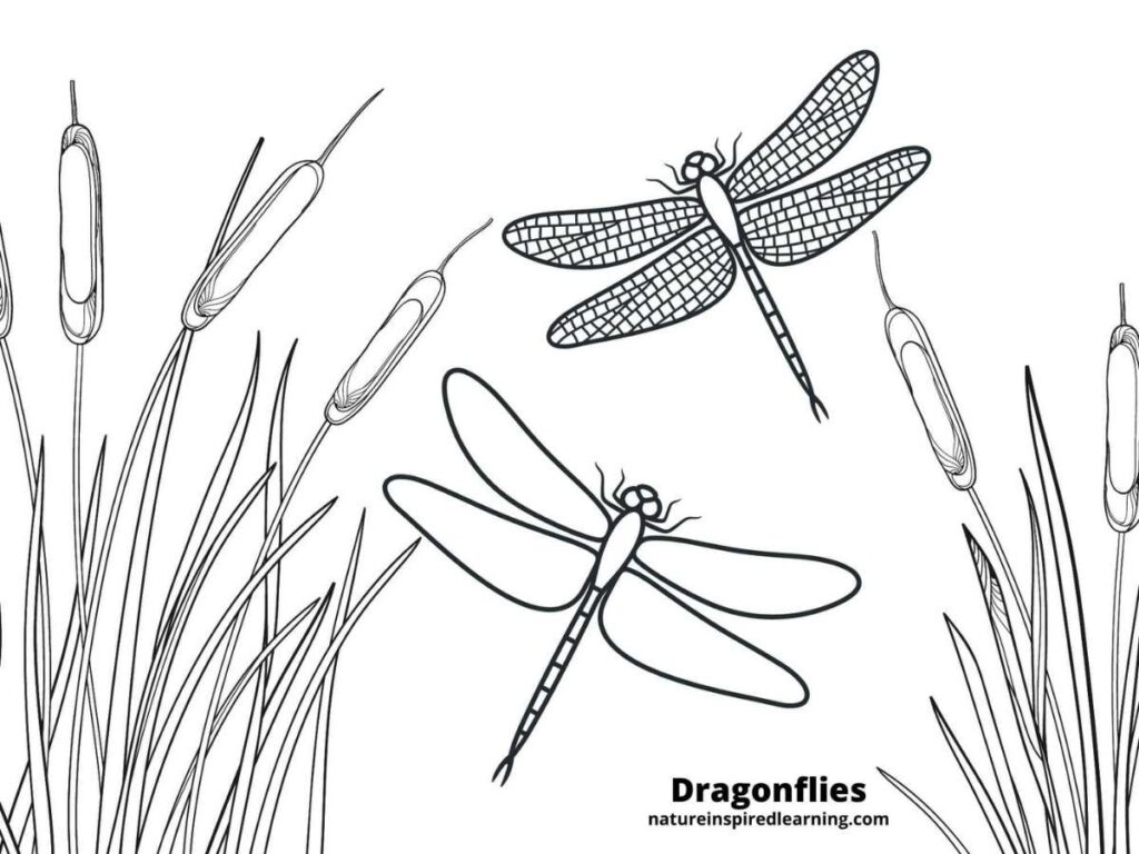 dragonfly printable template