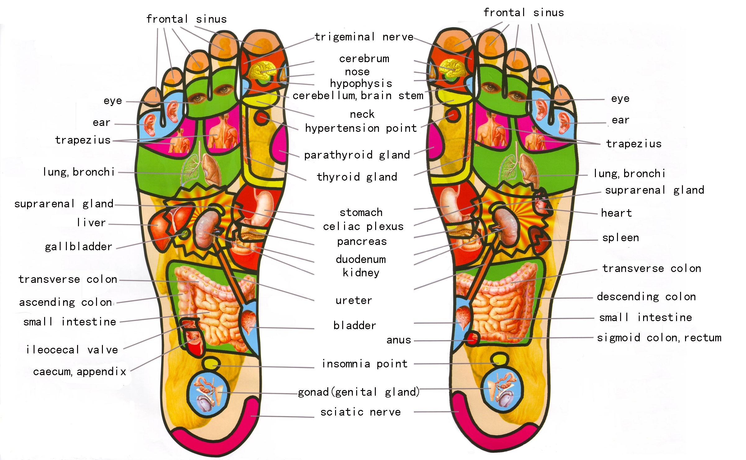 Reflexology Balance Orlando 2025 Reflexology Balance Orlando 2025