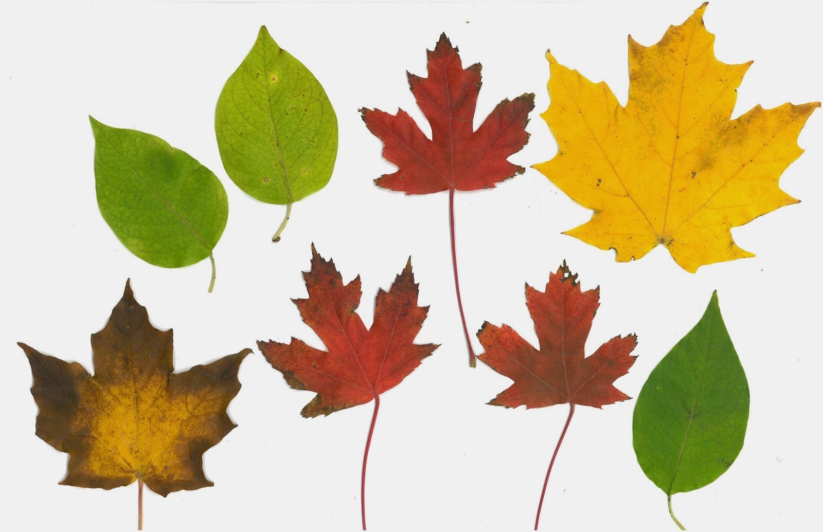 colored leaves printable