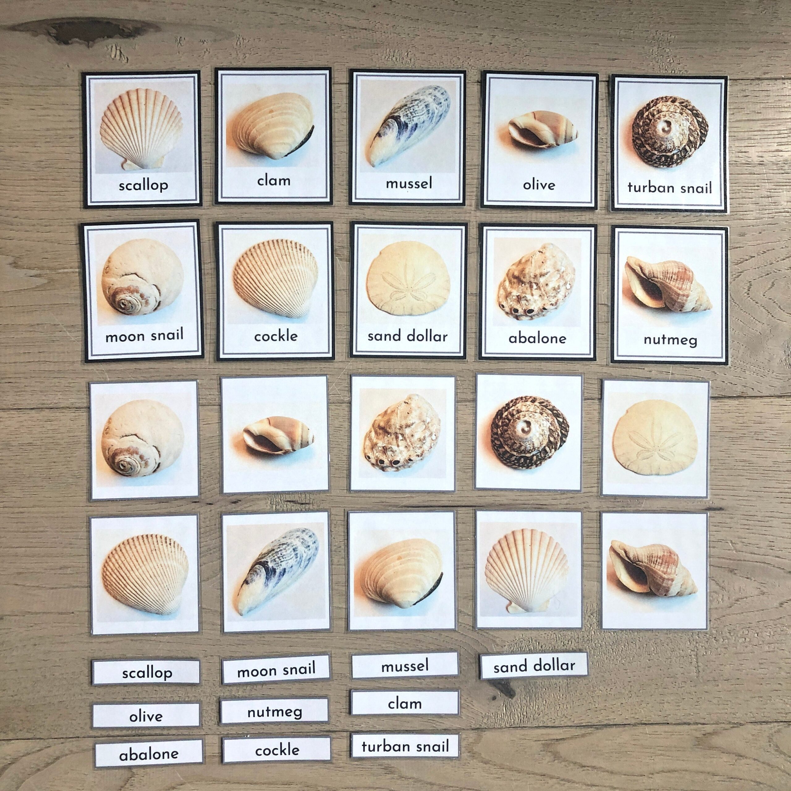 Seashells Flash Cards Ocean Montessori Nomenclature Three Part Cards Educational Printable Preschool Kindergarten Homeschool Etsy Seashells Flash Cards Ocean Montessori Nomenclature Three Part Cards Educational Printable Preschool Kindergarten Homeschool Etsy