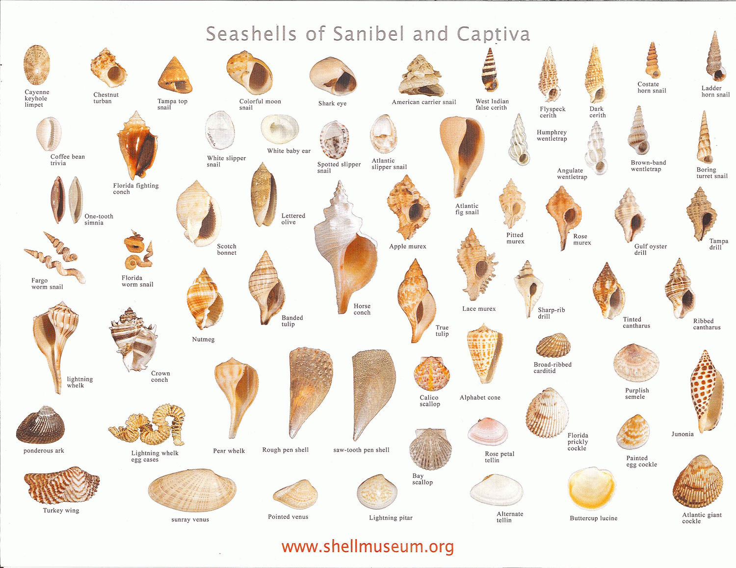Shells of Sanibel and Captiva Sanibel Island Chamber Of Commerce Shells of Sanibel and Captiva Sanibel Island Chamber Of Commerce