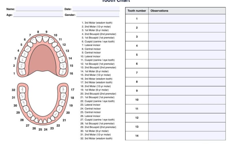 Tooth Charts