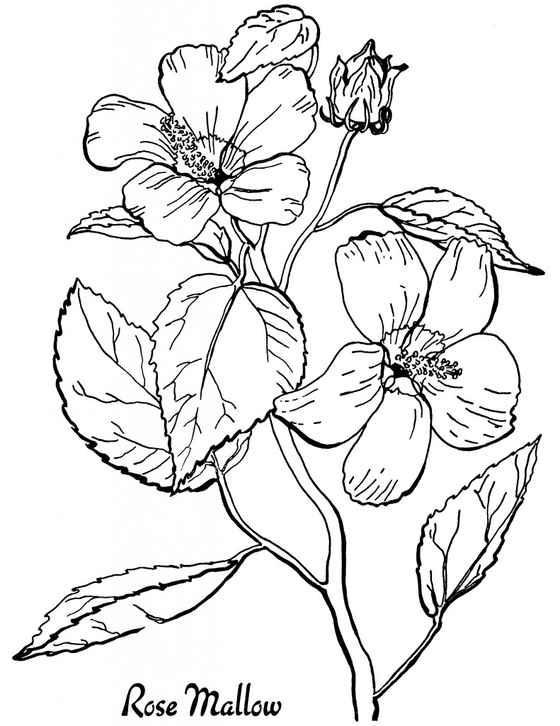 16 Flower Coloring Pages For Adults All Unique 16 Flower Coloring Pages For Adults All Unique