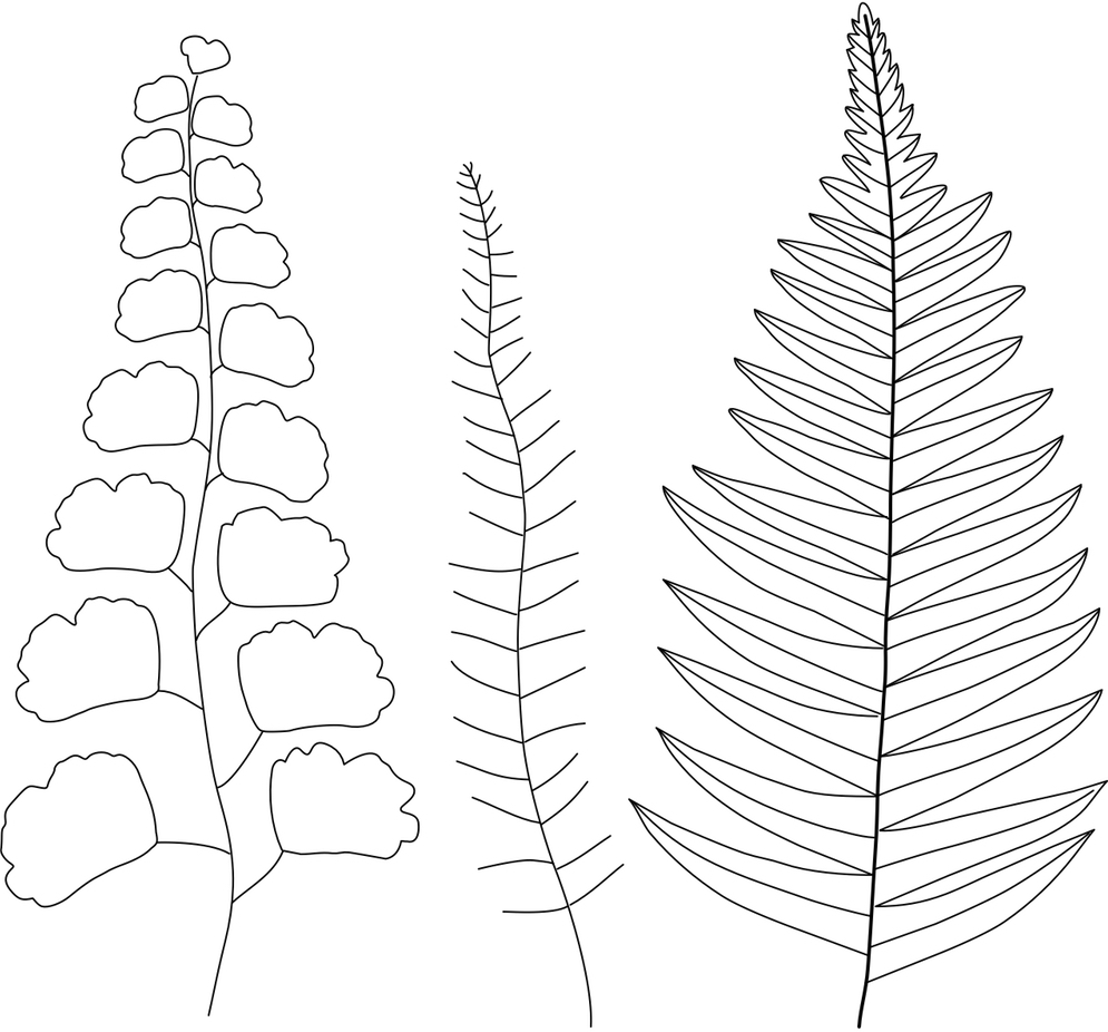 FREE Embroidery Pattern Botanical Ferns Wandering Threads Embroidery FREE Embroidery Pattern Botanical Ferns Wandering Threads Embroidery
